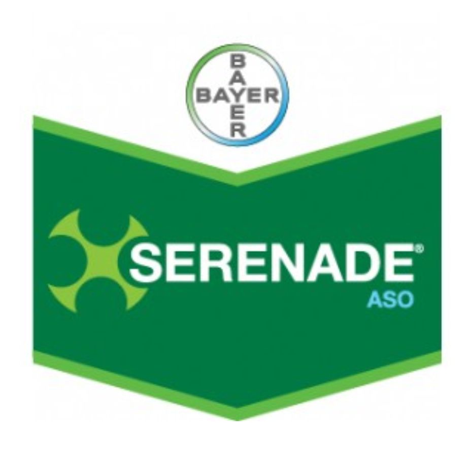 Bayer – Serenade