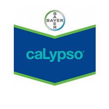 CALYPSO1